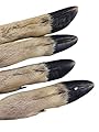 Lucky Dog Deli Roe / Deer legs for dogs x4 - A long lasting treat complete with fur great for dental hygiene.
