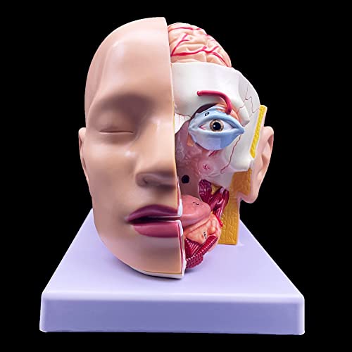 Image of XINDAM Human Head Anatomical Model 4-Part Life-Size Head Brain Cross Section Anatomy for Science Classroom Education Study Teaching Display