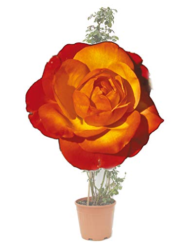 Clg. Tempi Moderni®, rosa rampicante in vaso di Rose Barni®, pianta di rosa rampicante allevata a spirale su piramide alta, rifiorente a mazzi con fiori color arancio vermiglio, Cod. 79538