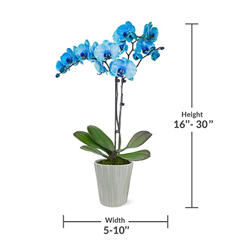 Just Add Ice Ja5016 Blue Watercolor Orchid In Grey Nate Ceramic Pottery, Live Indoor Plant, Long-Lasting Fresh Flowers, Easy To Grow Gift For Birthday, Friend, Celebration, 5" Diameter, 25" Tall #TOP5