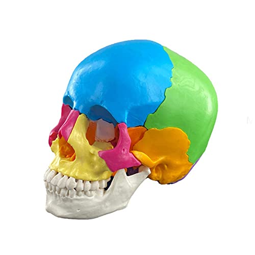Herramienta De Aprendizaje Desmontable De Anatomía De Color, Tamaño Real, Órganos Humanos, Modelo Anatómico, Herramienta De Enseñanza, Modelos De Anatomía, Modelo De Calavera