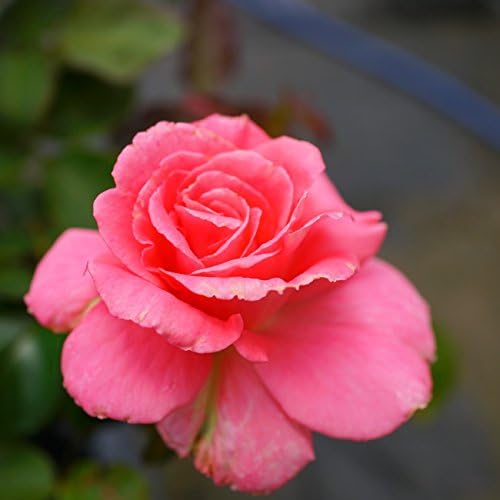 Amazon バラ苗 芳純 Ht 7号スリット 大苗 木立バラ 四季咲き ピンク 強香 薔薇 花