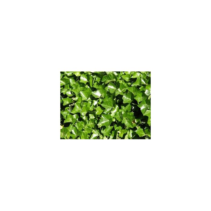 Buy English Ivy Hedera Helix Evergreen Ground Cover Plants 1