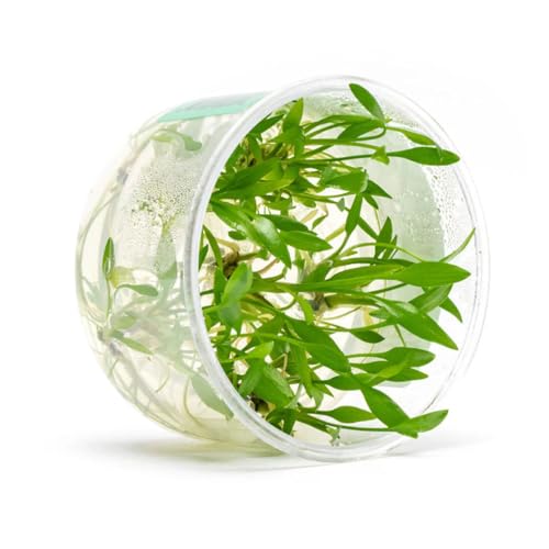 Ultum Nature Cryptocoryne Lutea Live Plants