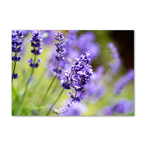 Crédence de cuisine 100x70cm en verre trempé violet avec motif floral lavande