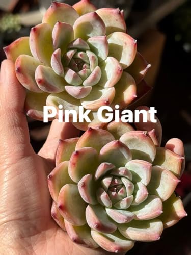 Pink Giant A GPxA Jbgc