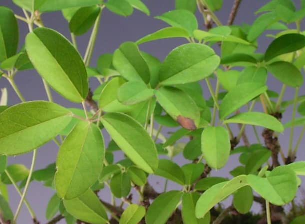 五葉アケビ（根上がり） Amazon.co.jp: 花芽付き！白花五葉アケビの鉢植え盆栽（根上がり