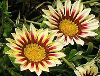 Bonsai Giapponese Sakura Semi Bonsai Fiore Cherry Blossoms Seed 10 Particelle/Lot: Only Seeds