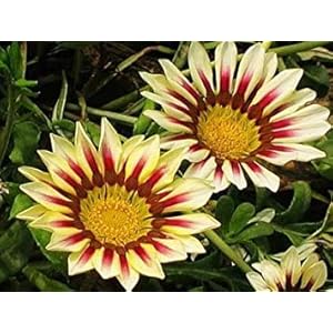 Bonsai Giapponese Sakura Semi Bonsai Fiore Cherry Blossoms Seed 10 Particelle/Lot: Only Seeds