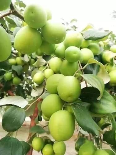 Image of Golden Bloom Live Green Apple Ber Thai variety Plant Healthy Grafted Hybrid Plant Pack of 1 (Next Year Get Fruits)