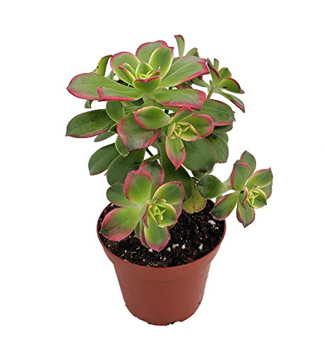 Kiwi Verde Succulent Tree - Aeonium - Succulent - 2.5"