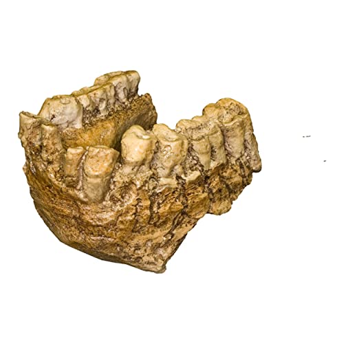 Gigantopithecus Jaw (Teaching Quality Recreation)