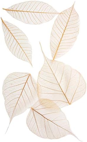 Arnold Grummer AG-268 Assorted Fossilized Leaf, Semi-Transparent, 3" to 4" Size, 0.15" Height, 4.5" Width, 6.5" Length (Pack of 48)