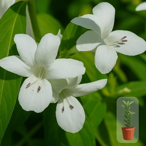Image of Indian Gardens - White Colour Barleria cristata /Decemeber flower plant with 6 inch Terracotta Pot