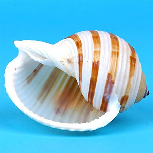 Coquillages de mer naturels et conque rayée pour décoration d'aquarium - 2