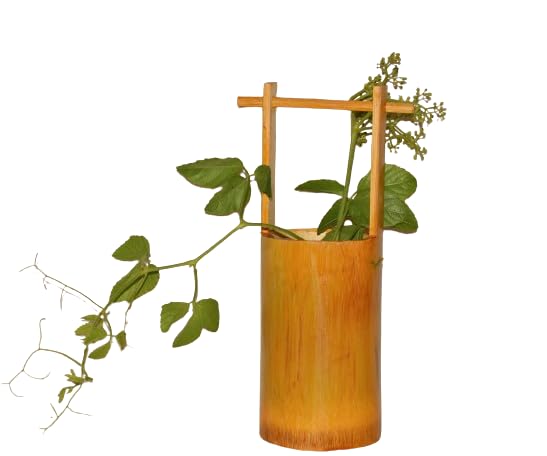 WATIKA CRAFT Wall Hanging Bamboo pots for Plants, Natural Bamboo Planter. Hanging pots for Plants Indoor, Hanging pots for Plants Balconys (Single Top) (B0C4Z15DPT) Amazon Price History, Amazon Price Tracker