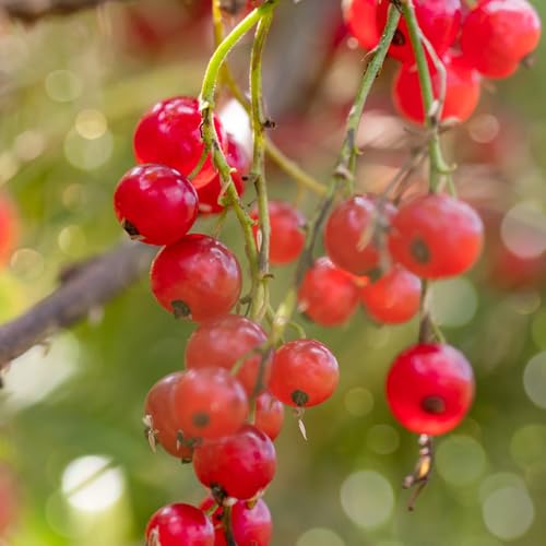 semi di ribes - ribes - uva spina resistenti all'esterno, rare, interno 150pcs