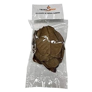 TropicShop Seemandelboombladeren (Catappa Leaves) 10-15 cm – 10 stuks