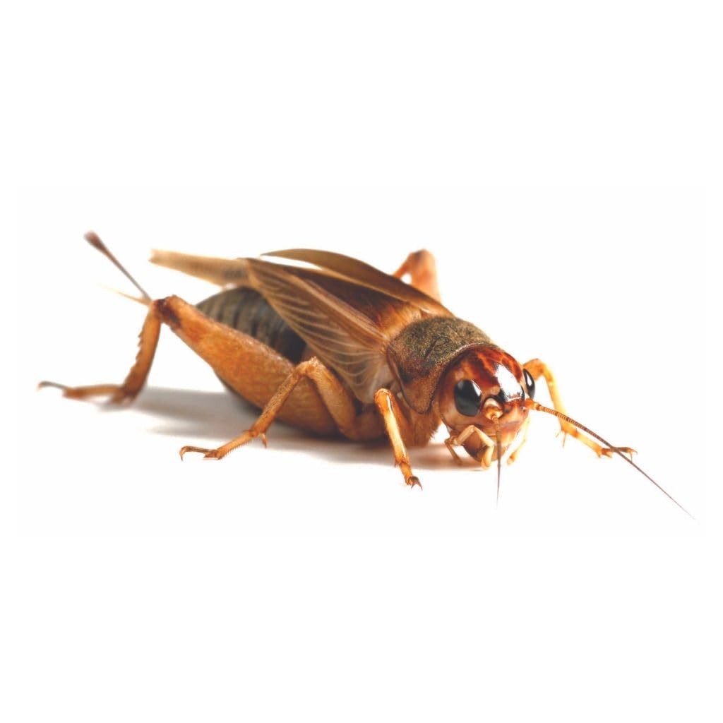 Essex Reptile Livefood - Medium Silent Crickets (10-15mm) - Eco Pack of 100 - Feeder Insects for Reptiles - Biodegradeable Packaging - Letterboxable