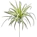 Tillandsia air plant