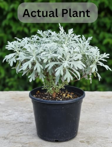 Image of Lavender Live Plant (Without Pot) | Purple Flowering Aromatic Herb | Indoor Outdoor Home Garden Balcony Terrace Plant | Fragrant Ornamental Easy Care Plant