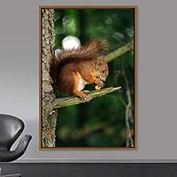 Framed Canvas Wall Art Squirrel Animals Fun Living Room Multicolor Photography Rustic Squirrel - 16x24 inches