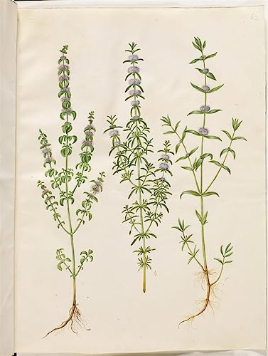 Impression d art Mentha Pulegium tableau grand format pour mur vide 60x90cm