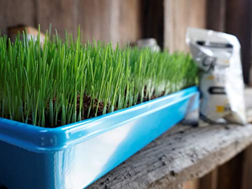 Non-GMO, Thunder Acres Premium Wheat Seed, Cat Grass Seed, Wheatgrass, Hard Red Winter Wheat (1 lbs.)