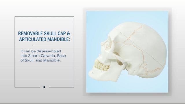 Image of LYOU Human Skull Model, Numbered Skull Anatomy Model for Medical Professionals, Students & Teachers