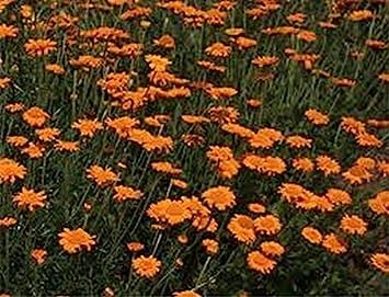 Marguerite margherita arancione (Anthemis Tinctoria Kelwayl) - 100 semi- Bogo 50% di riduzione:Graines