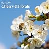 L'OCCITANE Cherry Blossom Shimmering Lotion 500ML 16.90 fl oz