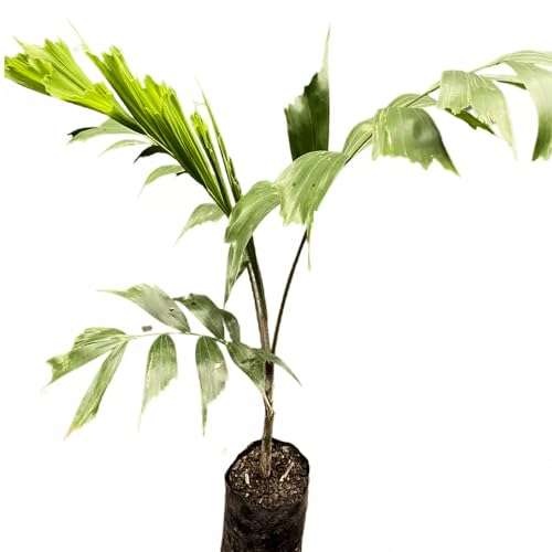 Genérico, Muda de Palmeira Rabo De Raposa 20 a 40cm AMK - Plantas Online