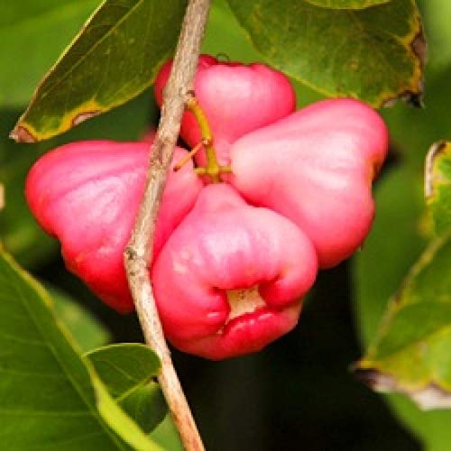 Mphmi Seedless Plant Fruit Plant Water Apple - Red Jam (B0CWF7D3CF) Amazon Price History, Amazon Price Tracker