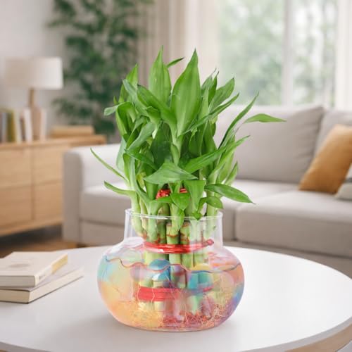 Image of GIRISHA TRADERS 4 Inch Lucky Bamboo Glass Planter - Crystal Clear Round Pot for Indoor Plants | Modern Tabletop Home Decoration