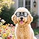 Enjoying Hunde Sonnenbrille Schutzbrille für Mittelgroße Hunderassen UV-Schutz, Motorrad Augenschutz für Hunde, Winddicht, Staubdicht, Schneefest, Weicher Rahmen, Elastische Bänder, Schwarz