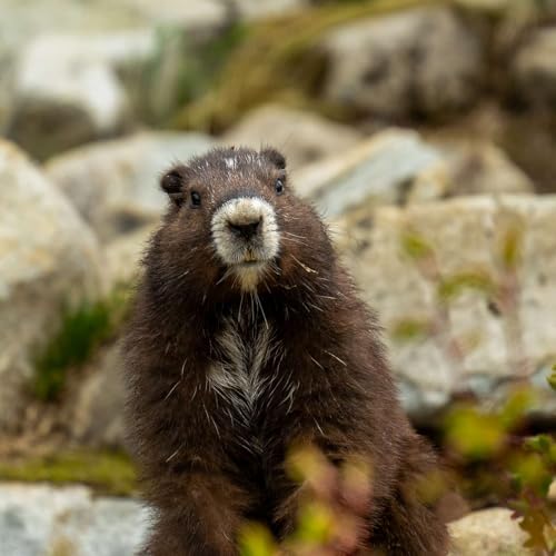 After near extinction, Vancouver Island Marmot population breaks milestone