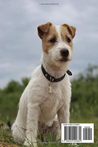 gifts for jack russell lovers