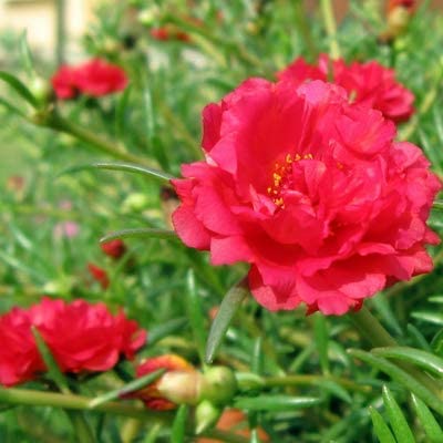 See full amazon price history chart for CosaCentrum Live Pink Colour Flower 9"O Clock Portulaca grandiflora Live Plant All Season Flowering Plant With Black Plastic Pot CosaCentrum Live Pink Colour Flower 9"O Clock Portulaca grandiflora Live Plant All Season Flowering Plant With Black Plastic Pot (B0BNG878P9) Amazon Price History, Amazon Price Tracker