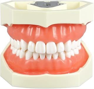 ZMX Typodont Teeth Model - Dental Standard Model of Teeth - Tooth Detachable Training Model - Educational Model Dental Teaching Model - for Science Teaching Tools