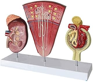Assembly Assembly Model Anatomy Kidney Model, Anatomical Model with Kidney, Two-Sided, Medical, Hard Bone Three Enlarged Models Including The Kidney Profile, Nephron and Glomerulus for Schoo