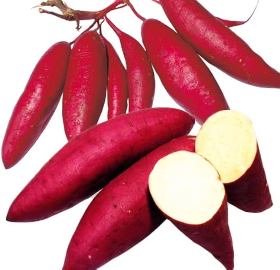 aya_____nページ。さつまいも苗アソート 200本 aya_____nページ。さつまいも苗アソート 200本 おまとめ12パック