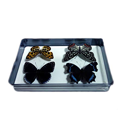 Bug Display Box,Insect Display Case with Pinning Board,8.2 x 2 x 5.9 Inches