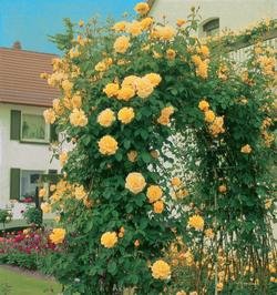 'Goldfassade', Kletterrose in A-Qualität Wurzelware Cover