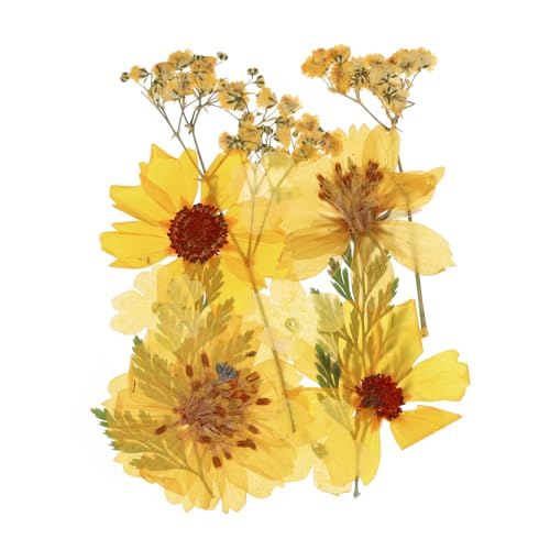 Flores prensadas secas multicolor para manualidades miniatura 1