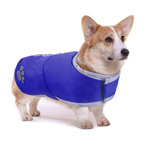 10 Best Winter Dog Walking Coat in 2024 (January update)