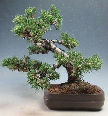 Amazon｜ミニ盆栽 八房 寿黒松（千寿丸）【現品】（10003995）｜観葉