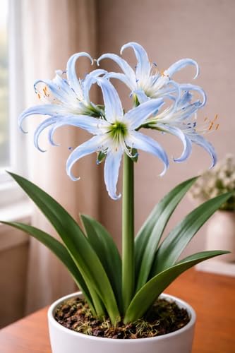 Blue Spider Lily Bulb (Indoor Growing) – Exotic Blue Blooms, Easy-Care Houseplant, Perfect for...