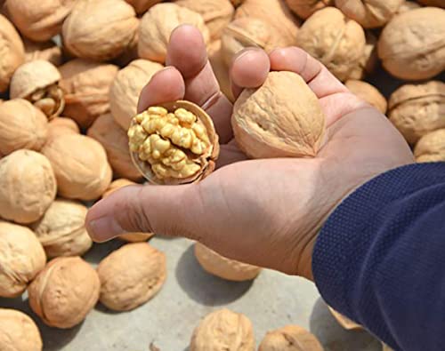 Image of 3P Kashmiri Organic Natural InShell Walnuts With Shell Akhrot Dry Fruit | Whole Wallnut | Sabut Akhrot 100gm