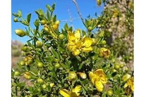 New Fresh Creosote Plant Seeds - 80 Count