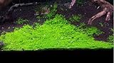 Dwarf Baby Tears (Hemianthus Callitrichoides) Potted Aquarium Plant